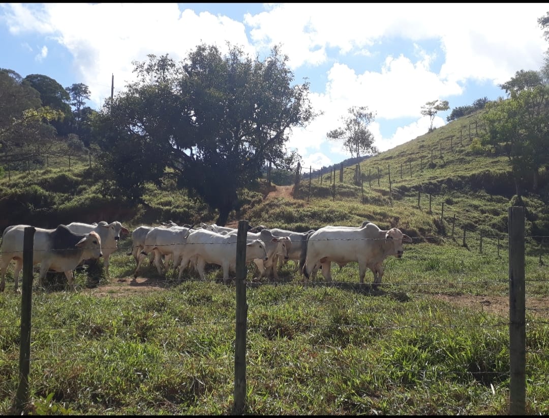 SÍTIO A VENDA em Santa Maria de Itabira (Localidade Comunidade São Pedro) - Imagem 7